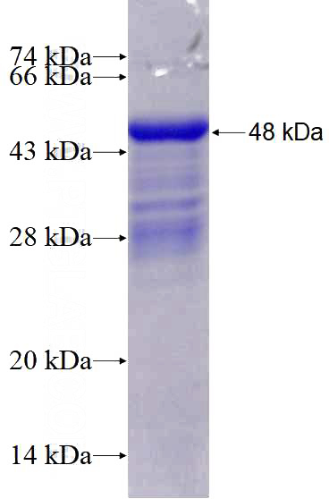 Recombinant Human ZNF143 SDS-PAGE