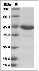 ZG16 protein SDS-PAGE