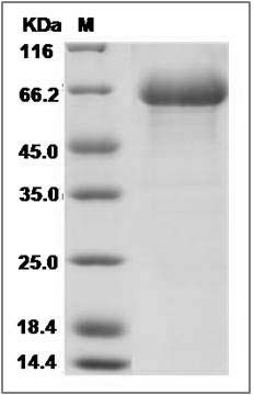 Cynomolgus CD38 Protein (Fc Tag)