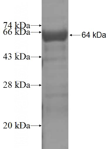 Recombinant Human MOF SDS-PAGE