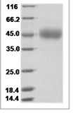 Human CD33/Siglec-3 Protein 15520