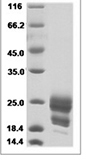 Human CEACAM19 Protein 14115