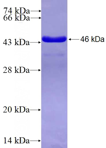 Recombinant Human HN1 SDS-PAGE
