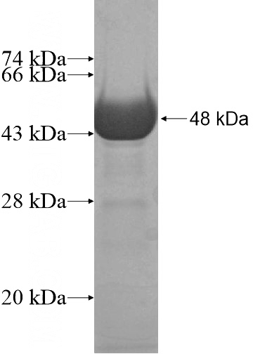 Recombinant Human PSPC1 SDS-PAGE