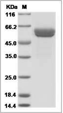 Human CLEC1A / CLEC-1 Protein (Fc Tag)
