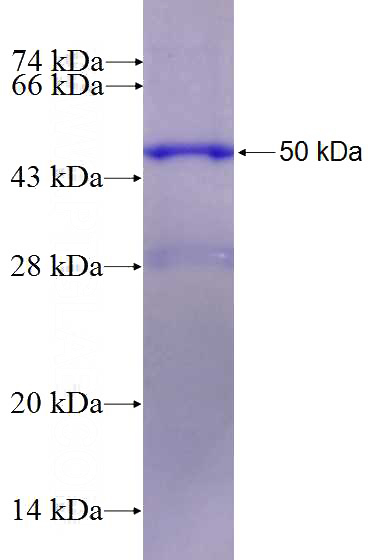 Recombinant Human CUL3 SDS-PAGE
