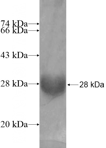 Recombinant Human PGLYRP1 SDS-PAGE