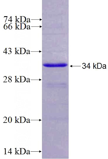 Recombinant Human USP48 SDS-PAGE