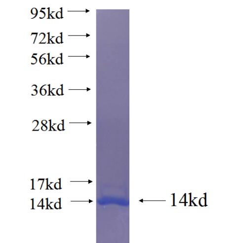 Recombinant human RDX SDS-PAGE