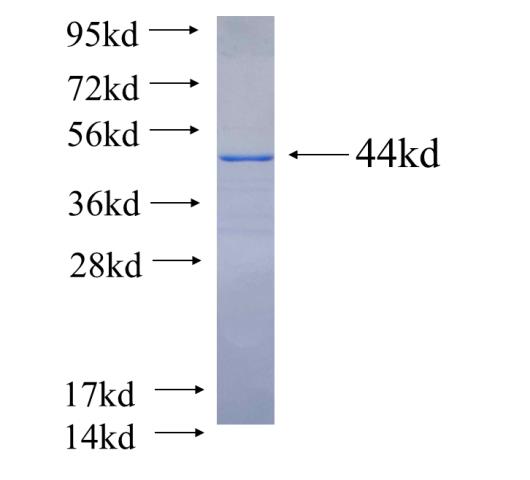 Recombinant human MAP1B SDS-PAGE