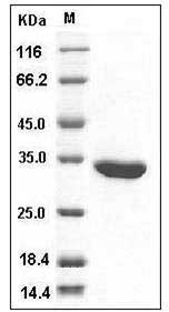 E.coli Enoyl-ACP Reductase / FABI Protein (His Tag) SDS-PAGE