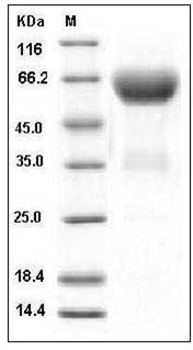 Mouse Ephrin-B2 / EFNB2 Protein (Fc Tag) SDS-PAGE