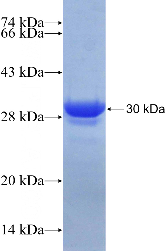 Recombinant Human WWOX SDS-PAGE