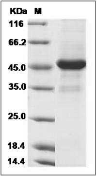Canine CD40L / CD154 / TNFSF5 Protein (Fc Tag) SDS-PAGE