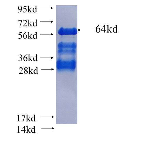 Recombinant human CUGBP2 SDS-PAGE