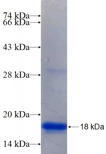 Recombinant Human ELF3 SDS-PAGE