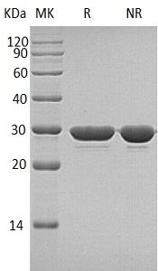 Human LGALS3/MAC2 recombinant protein