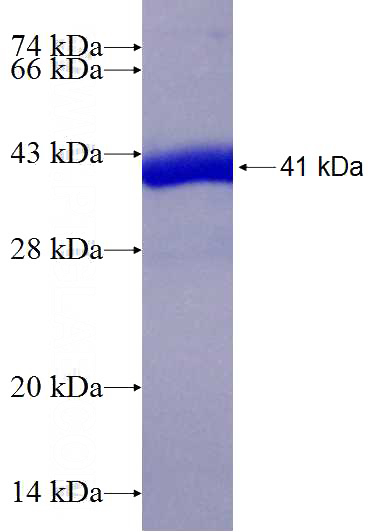 Recombinant Human C7orf41 SDS-PAGE