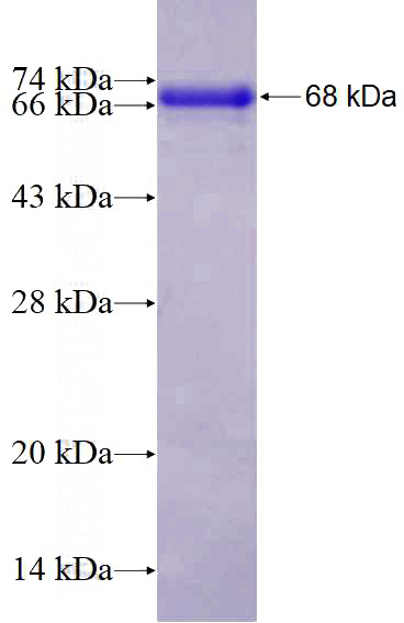 Recombinant Human HDAC1 SDS-PAGE