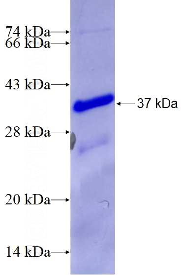 Recombinant Human TCF7L1 SDS-PAGE
