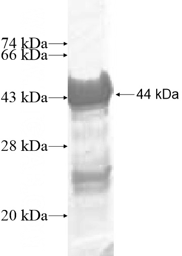 Recombinant Human NAIF1 SDS-PAGE