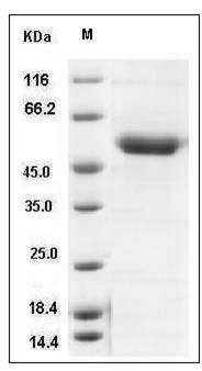 Mouse CD39 / ENTPD1 Protein (His Tag) SDS-PAGE