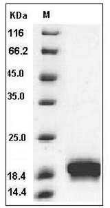 Mouse IL-1F6 / IL-1 epsilon Protein SDS-PAGE