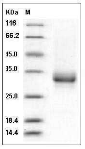Human CD32a / FCGR2A Protein (167 Arg) (His & AVI Tag) SDS-PAGE