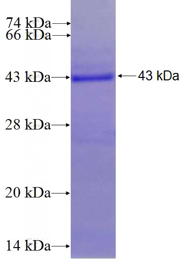 Recombinant Human C14orf50 SDS-PAGE