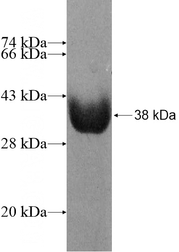 Recombinant Human FMO3 SDS-PAGE