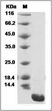 Human CCL18 / PARC / MIP4 Protein (His Tag) SDS-PAGE