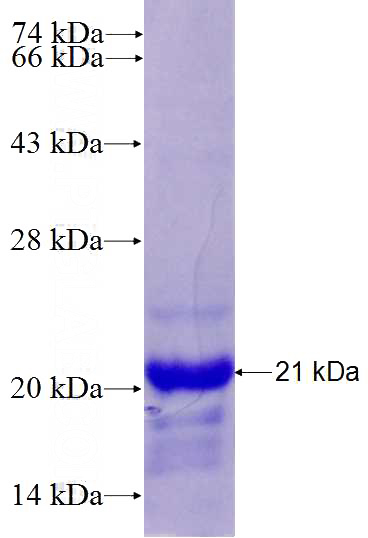 Recombinant Human HSPB3 SDS-PAGE