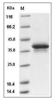 Human NRG1-alpha Protein (EGF Domain, Fc Tag) SDS-PAGE