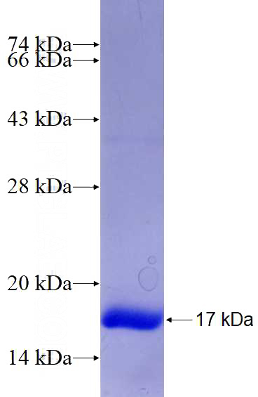 Recombinant Human NLRP3 SDS-PAGE