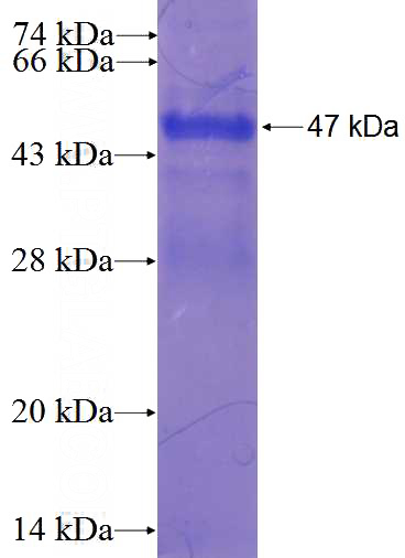 Recombinant Human JAB1 SDS-PAGE