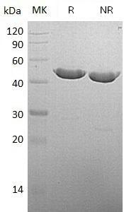 Mouse Cpa2 (His tag) recombinant protein