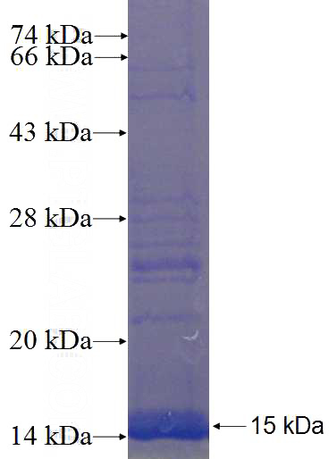 Recombinant Human SLC35C1 SDS-PAGE