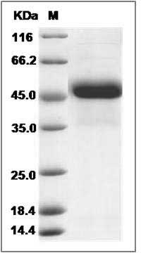 Human RCN3 Protein (His Tag) SDS-PAGE