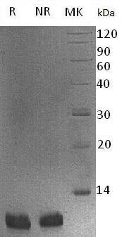 Human HTN3/HIS2 recombinant protein