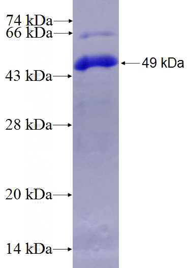 Recombinant Human BAP1 SDS-PAGE