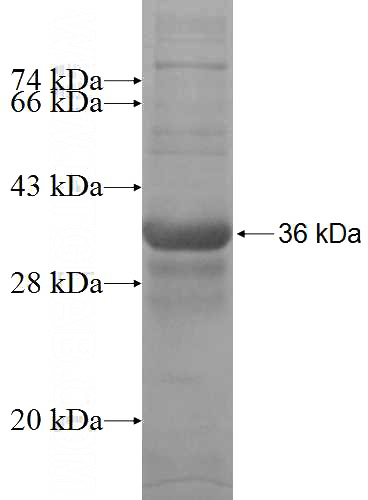Recombinant Human MITF SDS-PAGE