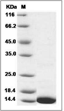 Mouse Thioredoxin / TXN / SASP Protein SDS-PAGE