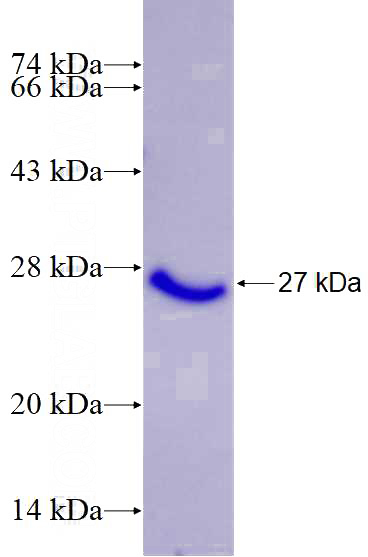Recombinant Human SIRT3 SDS-PAGE