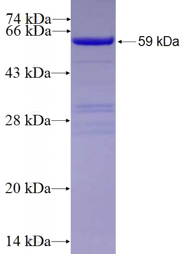 Recombinant Human BAG3 SDS-PAGE