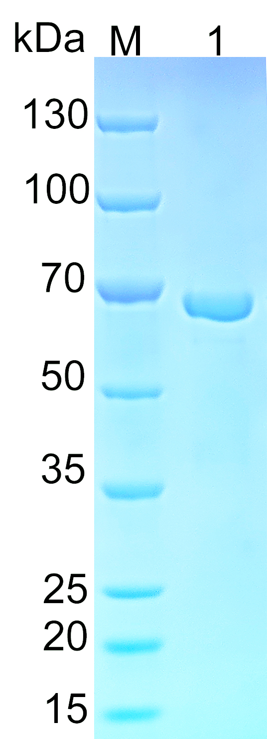 Recombinant human RXRA SDS-PAGE