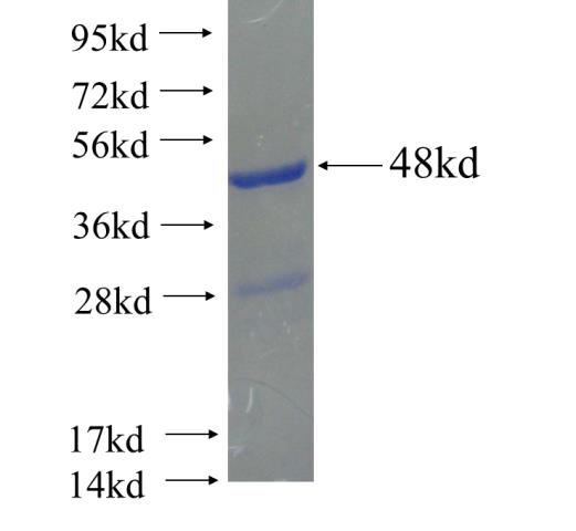 Recombinant human GSX2 SDS-PAGE