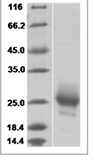 Mouse IL3/IL-3/Interleukin-3 Protein 14135