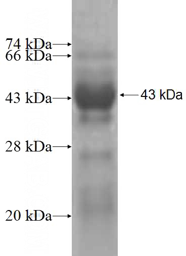 Recombinant Human AMBRA1 SDS-PAGE