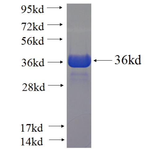 Recombinant human SLA SDS-PAGE