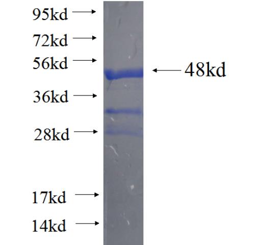 Recombinant human ZNF500 SDS-PAGE